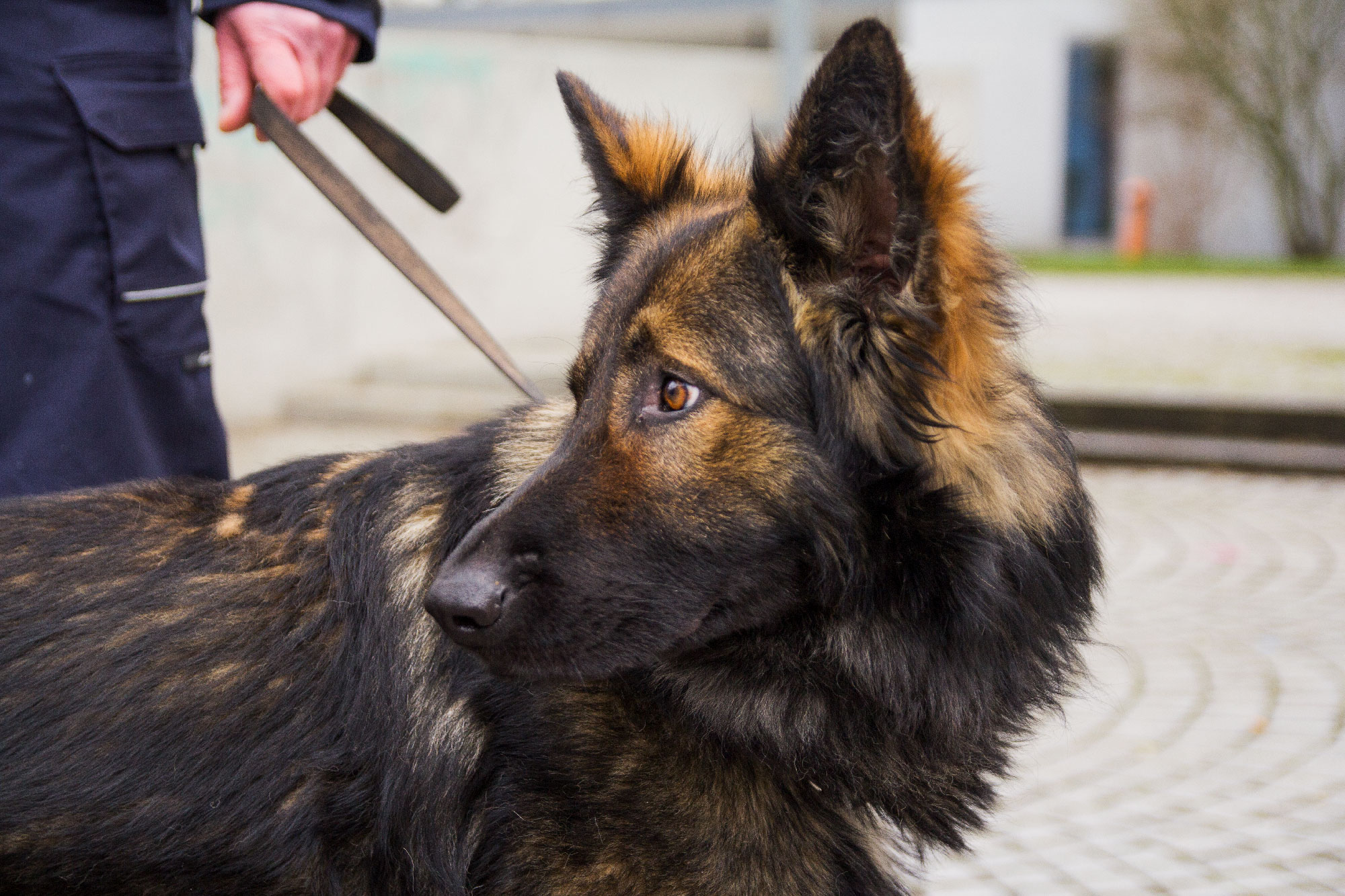 Polizeihund auf Streife